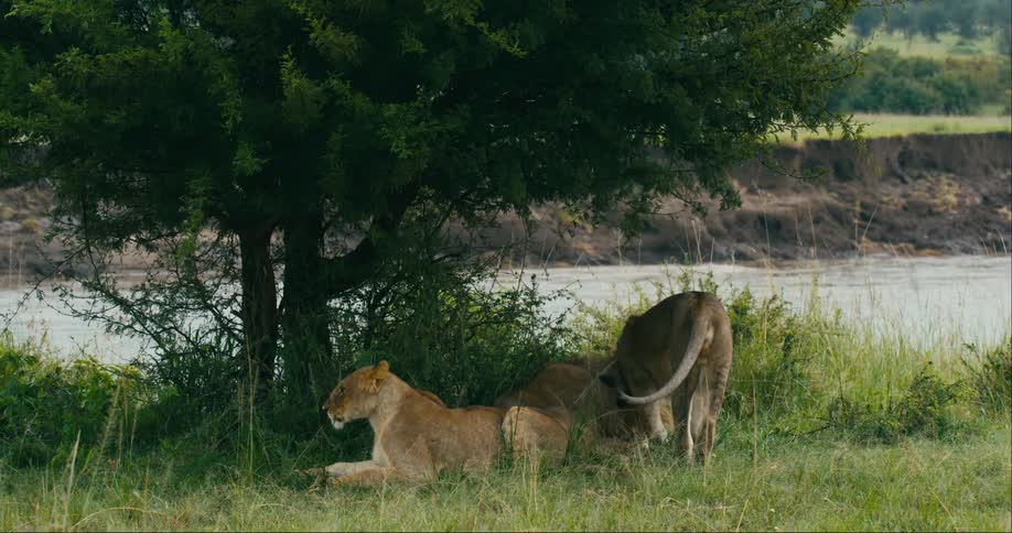 Lions are resting in the grass during spring time