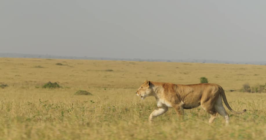 A lion running towards the left side with some dry grasses