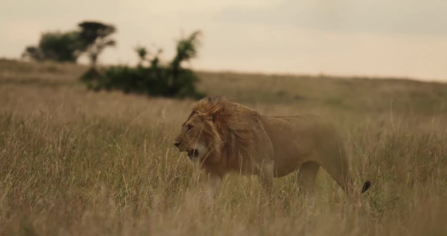 A lion strolls across a grassy plain