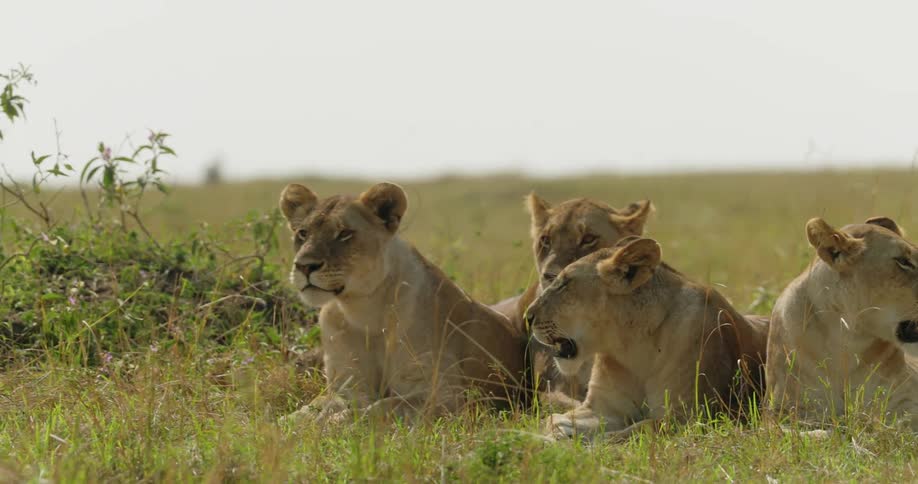 A group of four lions resting on a grassy plain