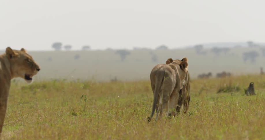 Lionesses walk in field