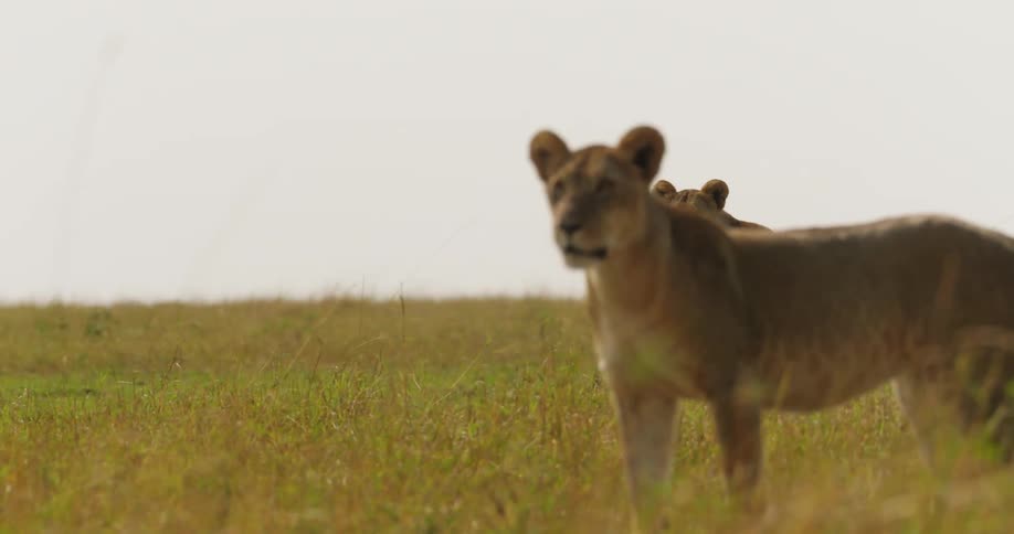Two lions turn around on the field