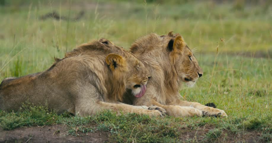 A pair of lions are relaxing together lying in the grass as one lion licks the other lions arm and shoulder