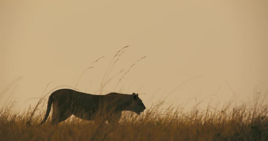A lion walks in slow motion across the savannah grass at dusk