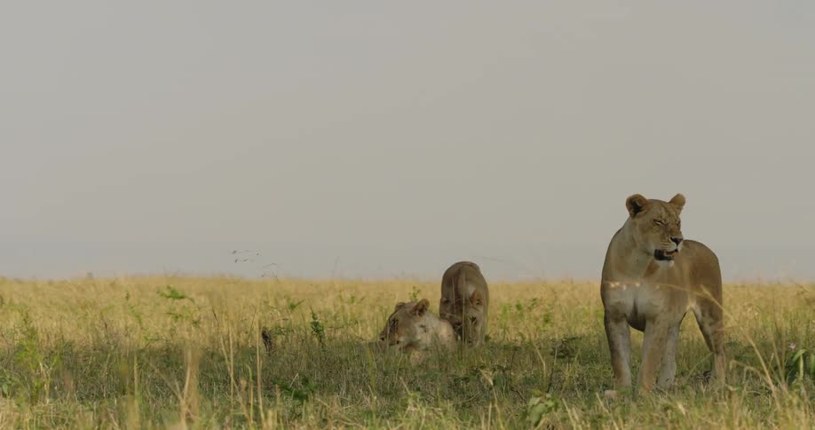 Pride of lions in the wild
