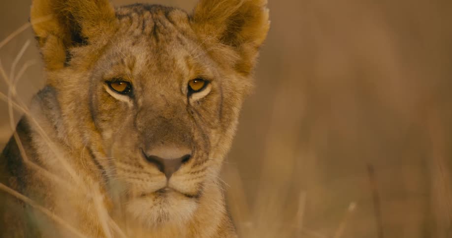 Lioness lies in the field