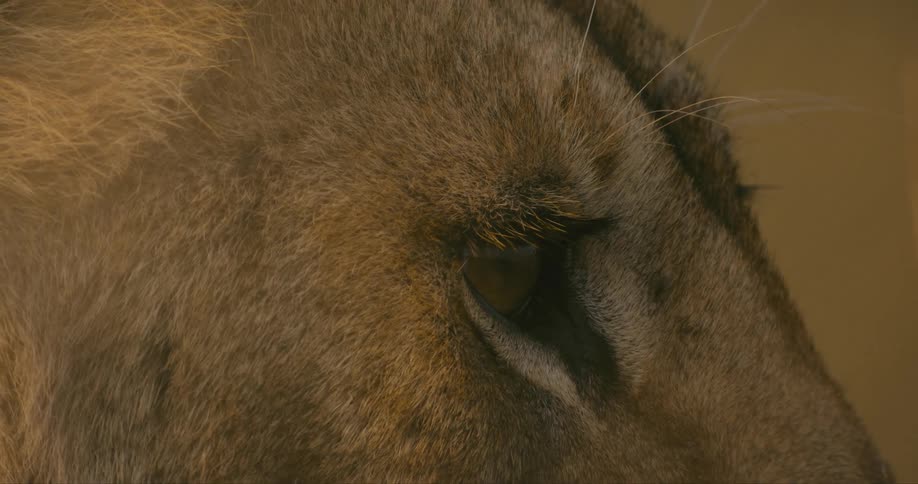 A fly lands on the lion