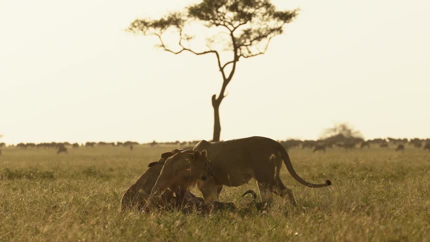 Three lions moving around a dead animal carcass