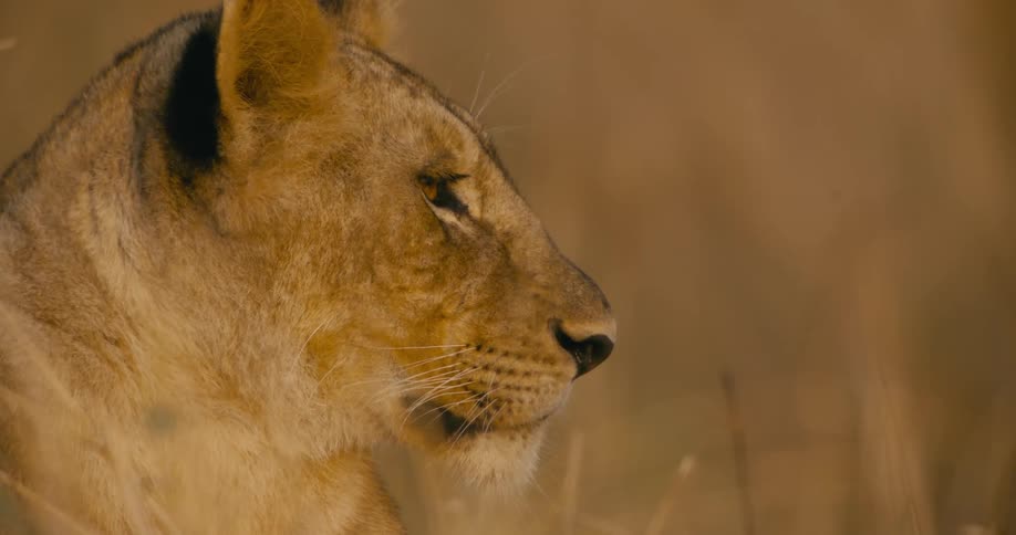 Lion sits in brown grass