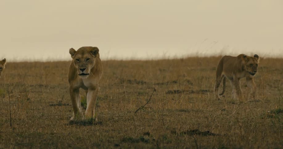 Three lions stroll across a field