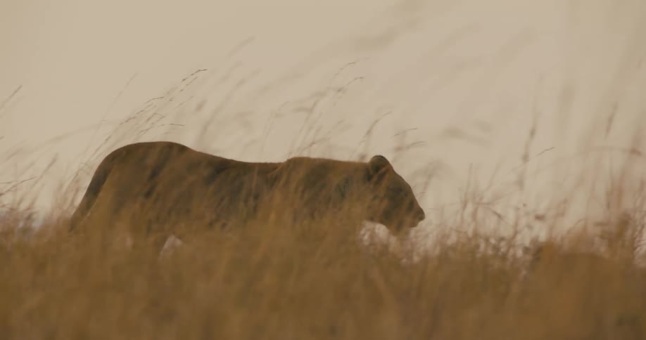 Lioness walks in the wild