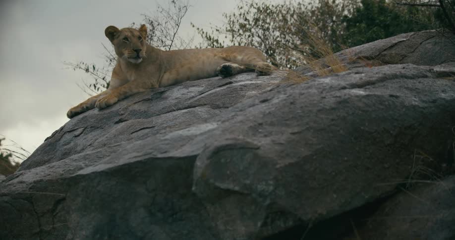 A lion is lying across a large rock as the plants move in the breeze under a cloudy sky