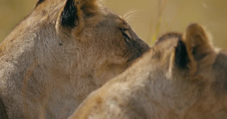 Two lions look around side by side