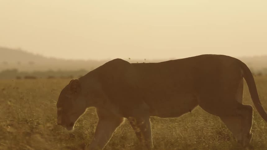 The lion is walking in the grass