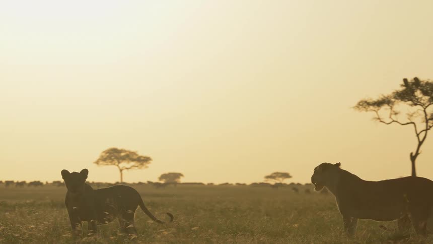 A group of lions standing and walking around in a dry grassland prairie with herds of animals in the background
