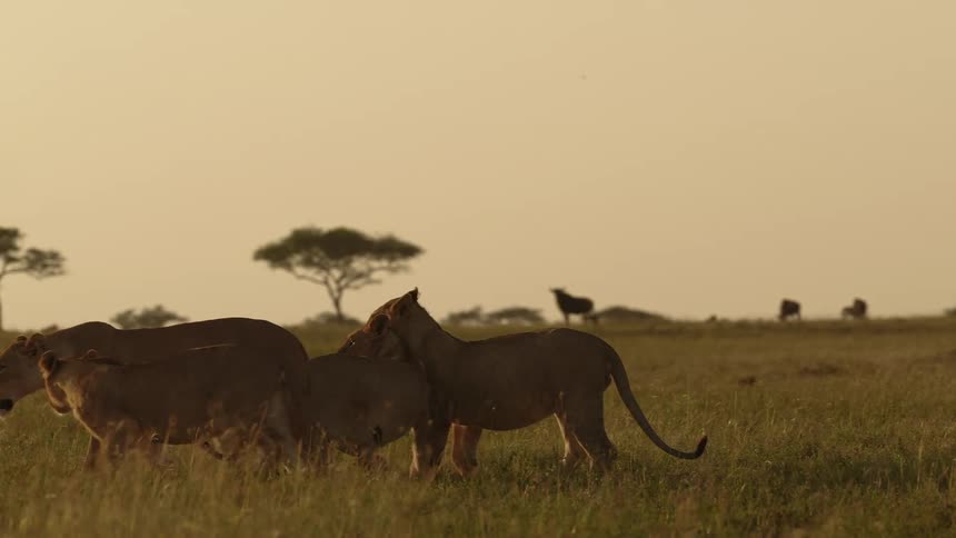 Four lions move around together in a grassy field while other wild animals move in the background