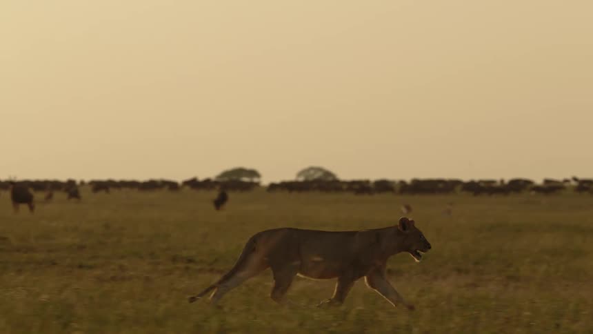 Lioness running along african grassy plain at dusk possibly hunting antelope and zebra in the background