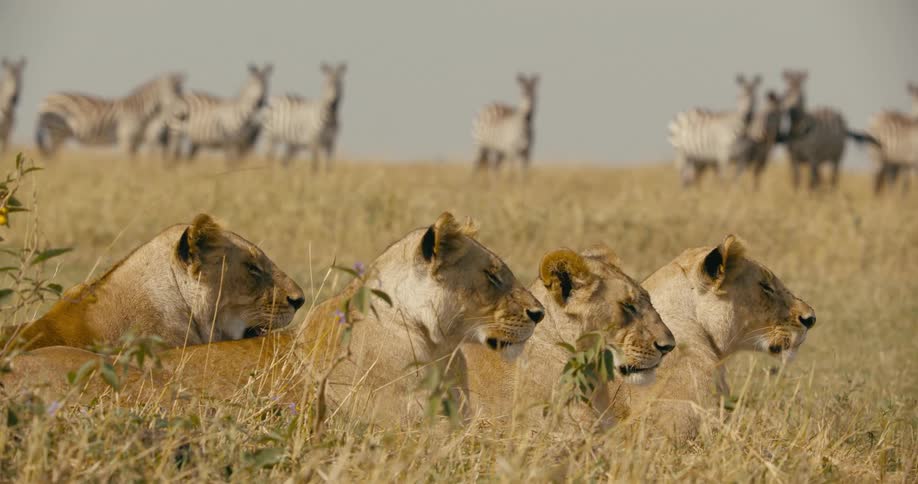 A pride of lioness relaxing on the african savanna at daytime