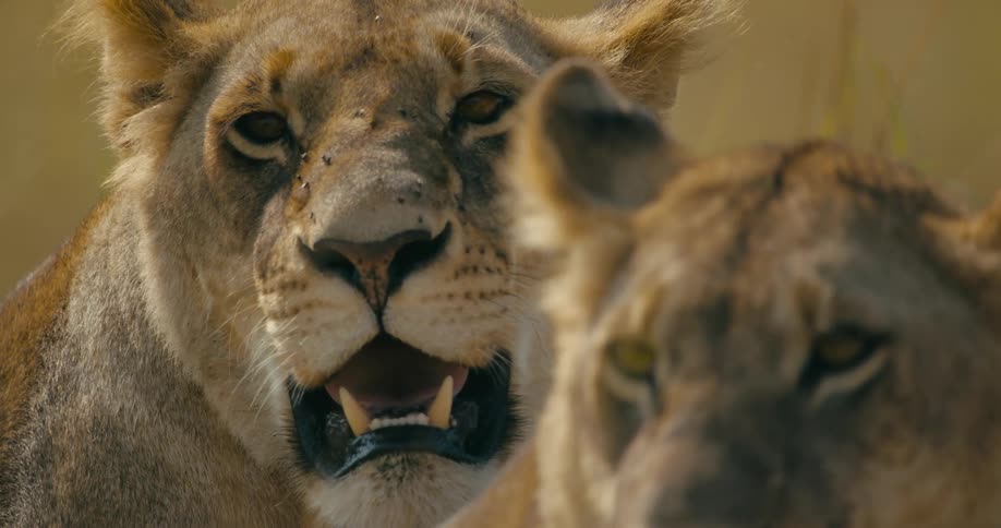 A pride of lions with yellow brown fur lies in the field