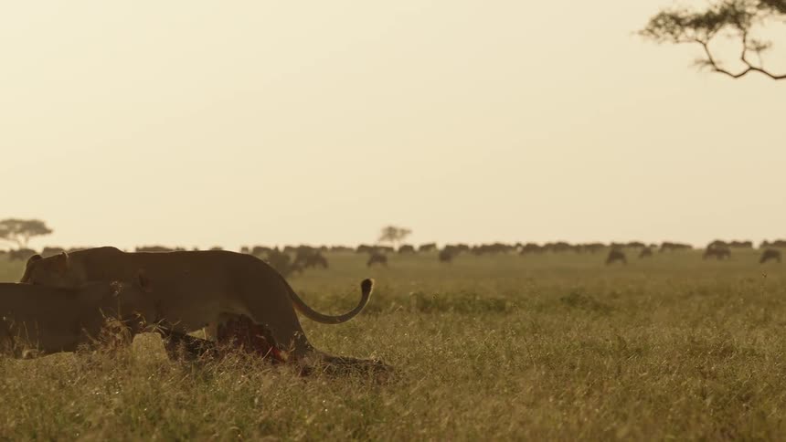 Lioness mouths at immature lioness tugging dead prey across grass