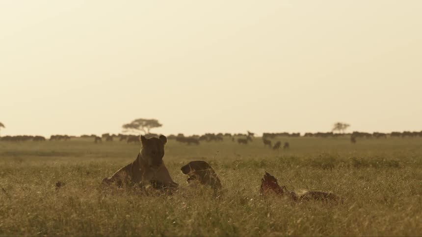 Two lions fighting in the grasslands