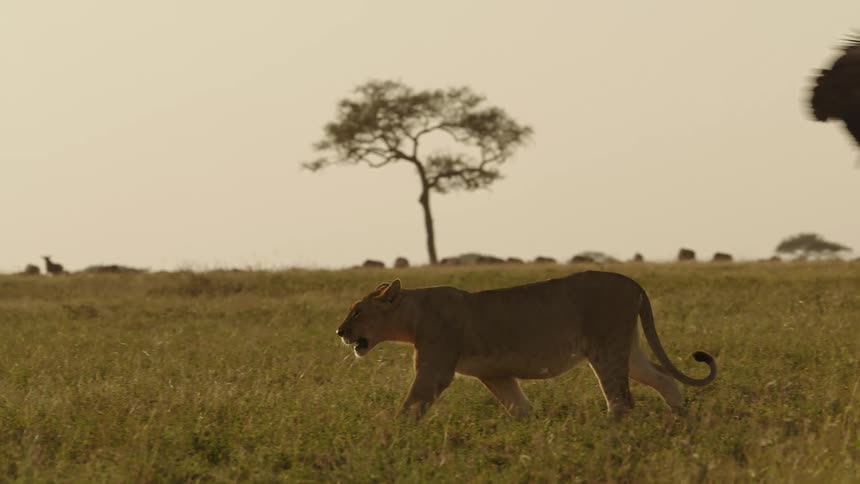 The bird flies over the lion