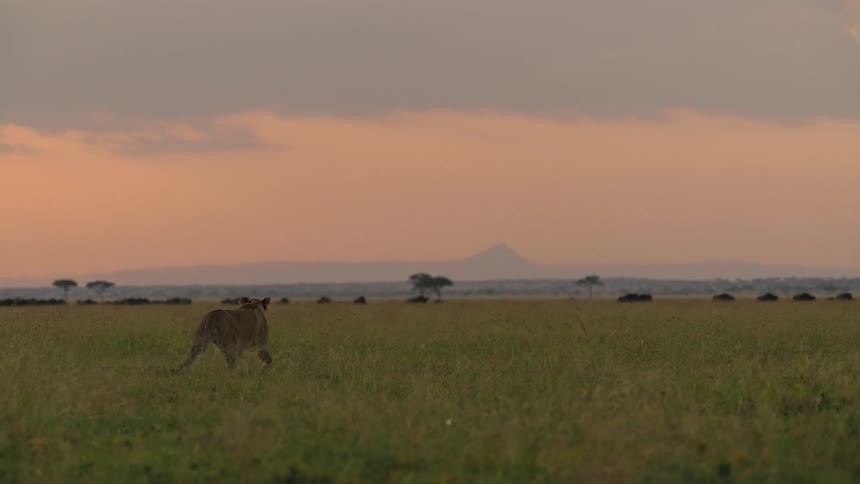 A lion walking across a flat grassland as they sun sets and the sky is pink