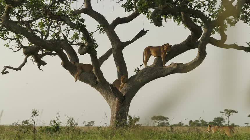 Lions are in the tree
