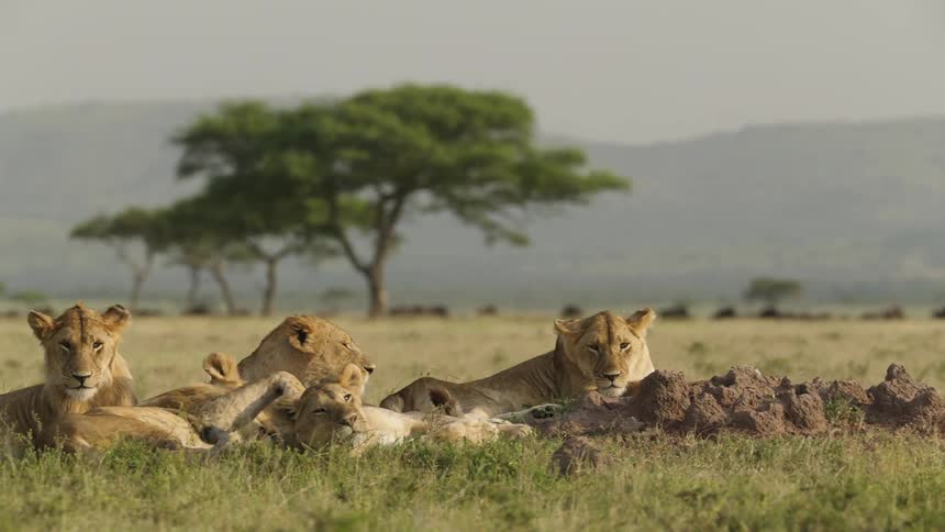 A pride of lions lies in the field