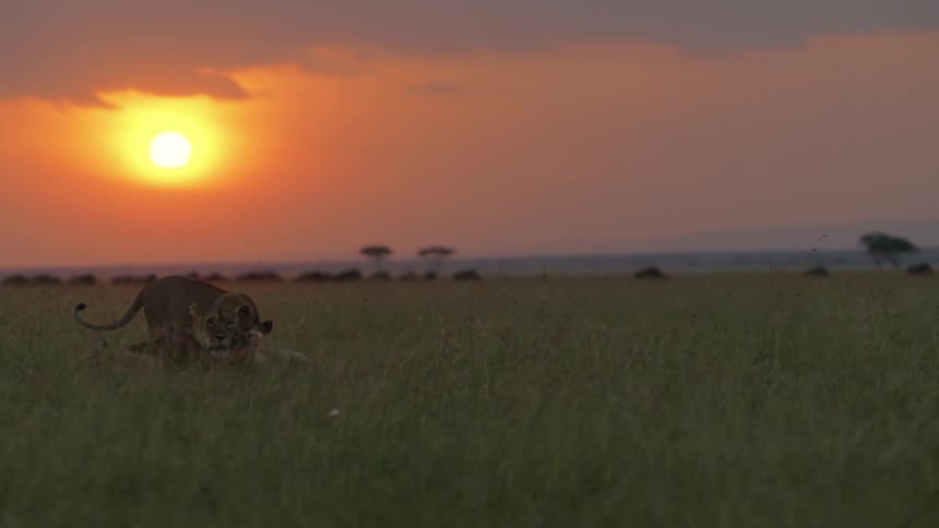 A trio of lions in a grassy field affectionately rub against each other