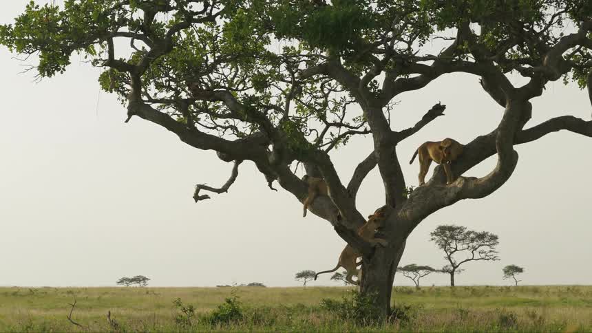 A pride of lions sits on tree in the field