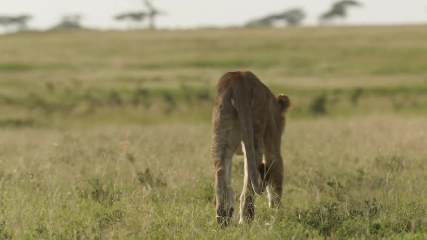 Lioness walks across the field in the wild