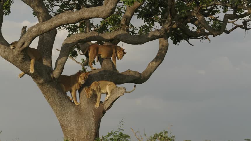 Group of lionesses over a treen in the african savanna