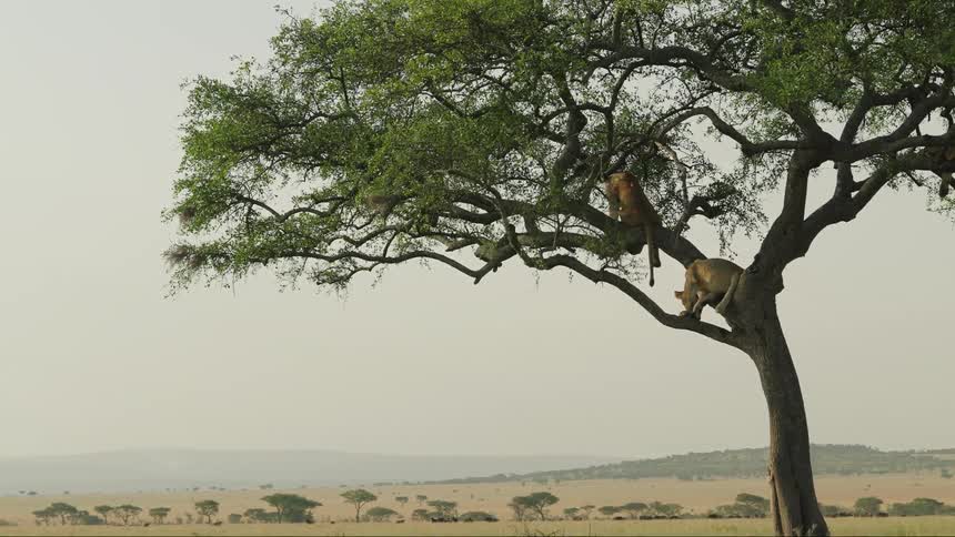 Lions are perched in the tree