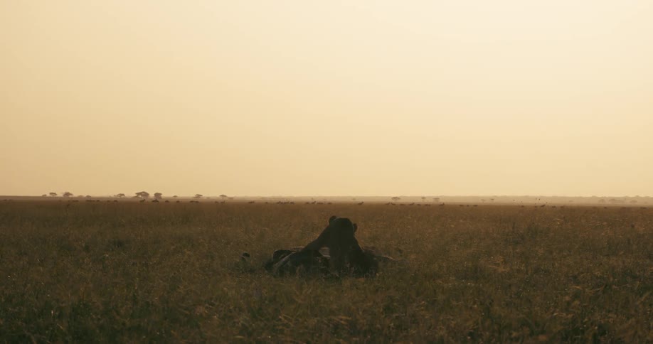 Two lions laying down playing in a wide open grass field on the savanna