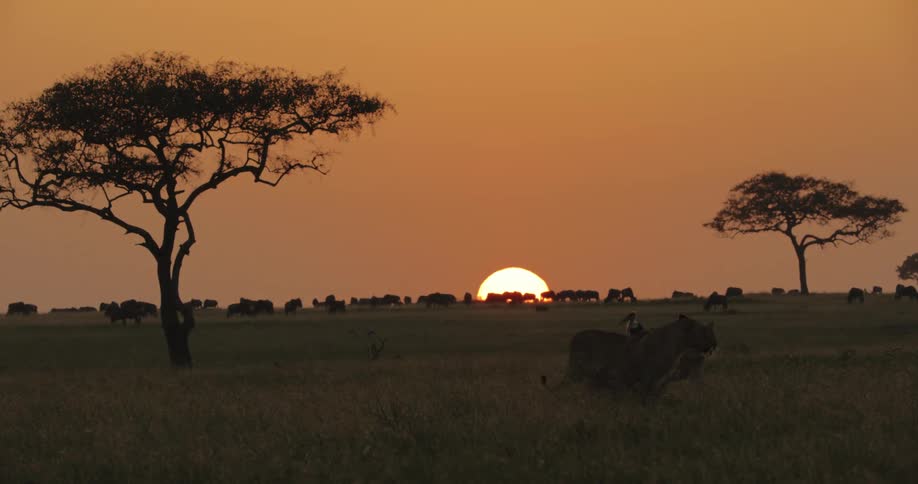 The silhouette of lions walking around on a grassland with birds and a herd of animals on the horizon as the sun sets