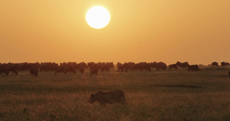 A lion strolls in a field ignoring the herd of animals in the background
