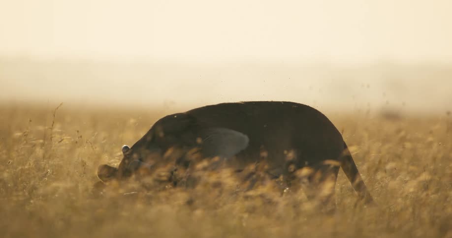 A lion is attacking an antelope