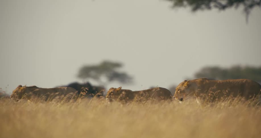 Lionesses walk in the wild