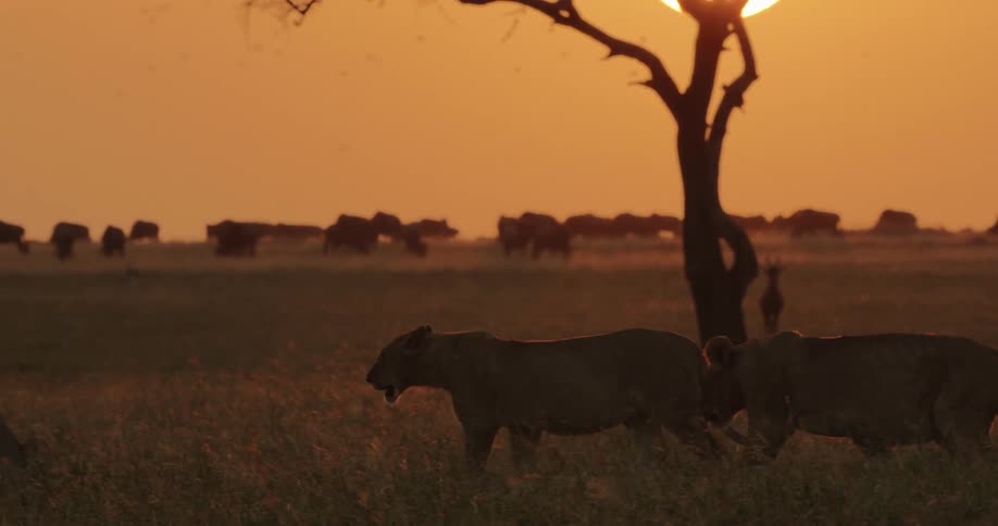 A lion strolls across a plain passing other lions ignoring other animals far off in the background