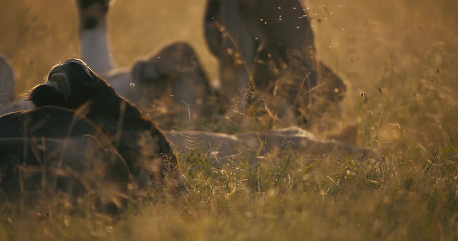 Two lions rolling in grass after feeding daytime fresh kill still somewhat intact in the foreground