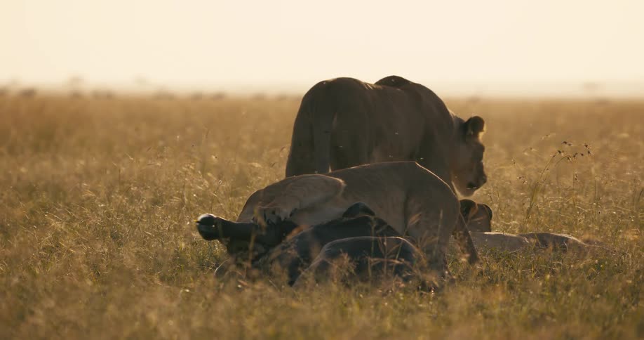 A lion eats a dead animal carcass while another lion keeps watch