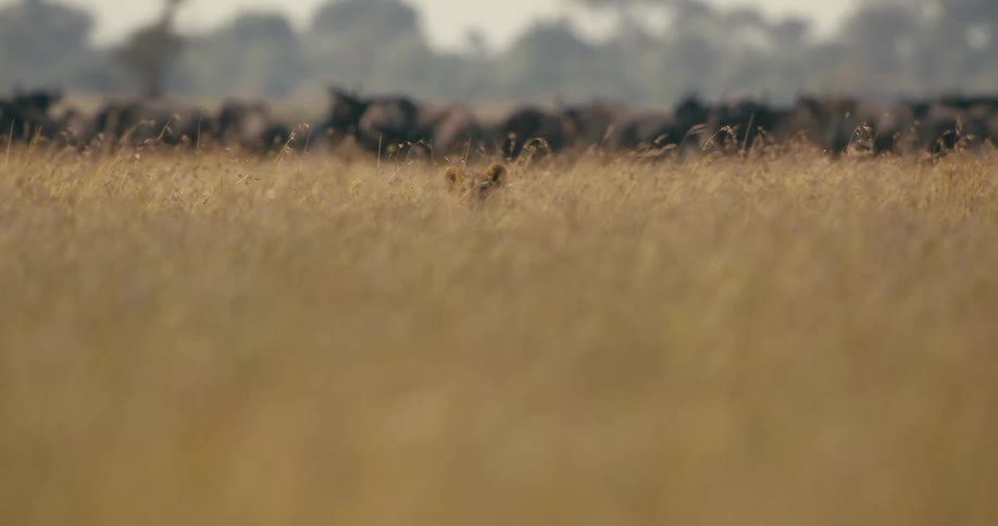 A lion hides in a grassland in front of a herd of elephants