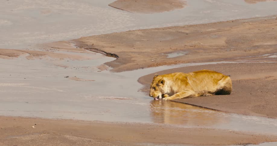 A lion drinks water from a small stream