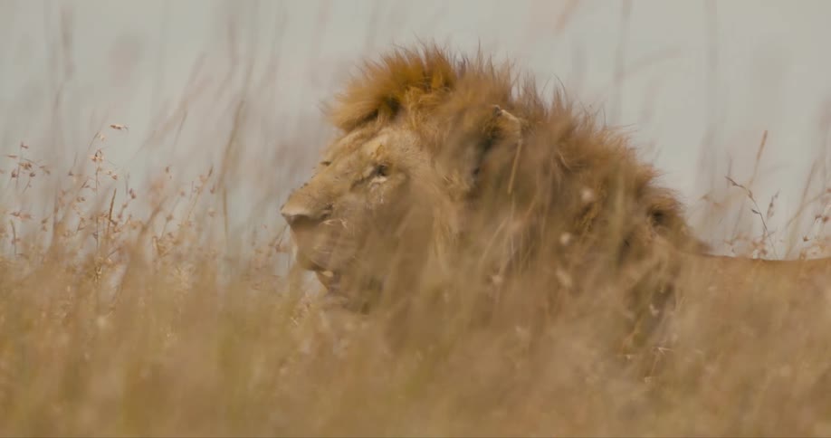 Lion lying in the grass in savanna wind blowing in his mane and the grass very hot and panting daytime