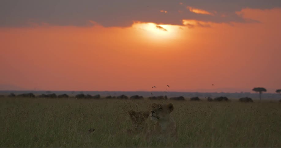 One lion is lying on its side resting in a field while another circles it and they rub their heads together before the second lion lies down too