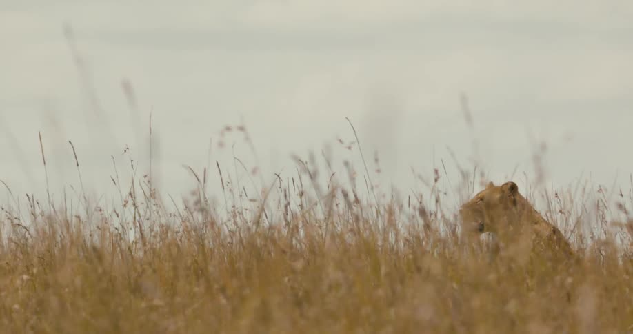 Lion with with yellow brown fur sits in the field