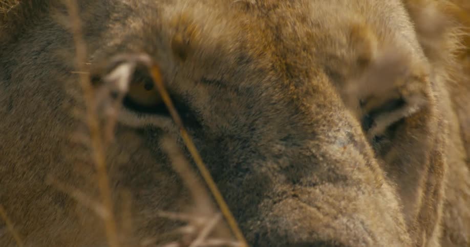 A lion blinks and looks around