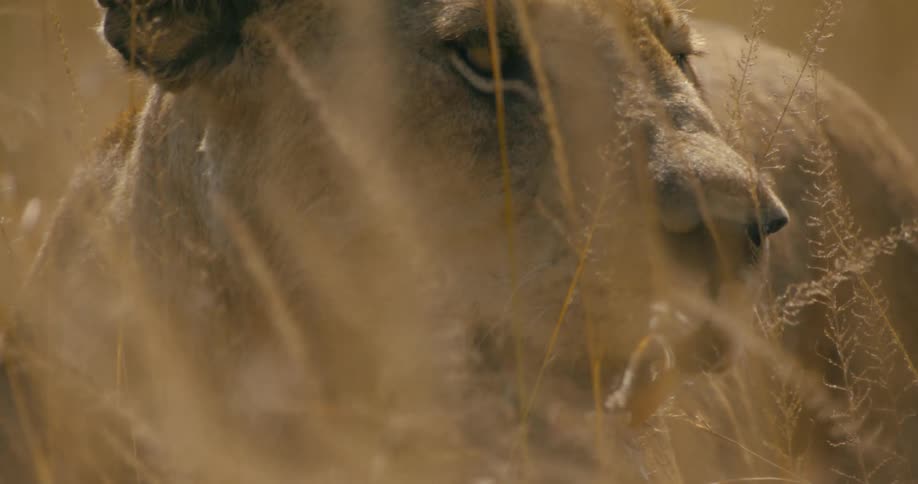 Lioness looking around in the field