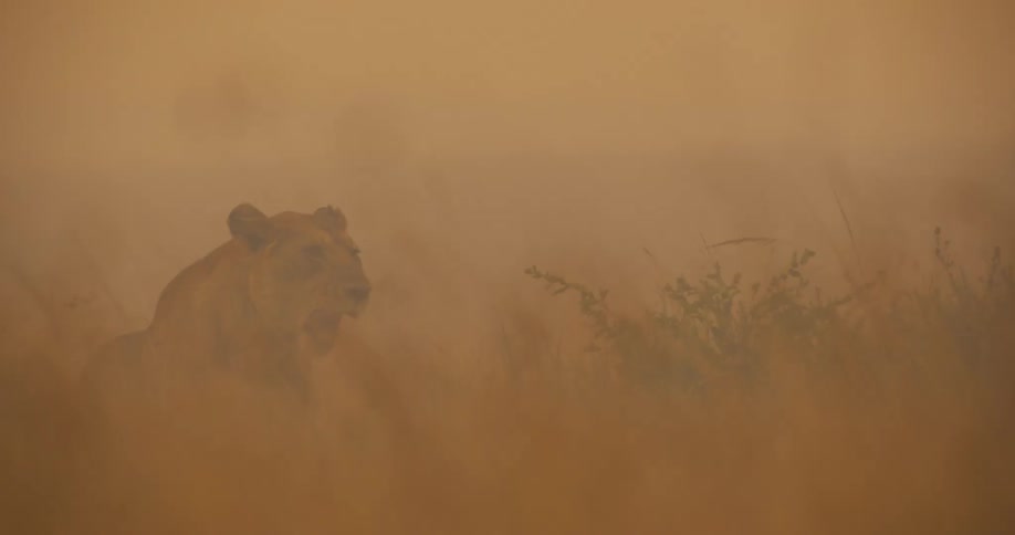 Lioness sits in the wild brown grass in the wild